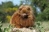 SPITZ ALLEMAND 425